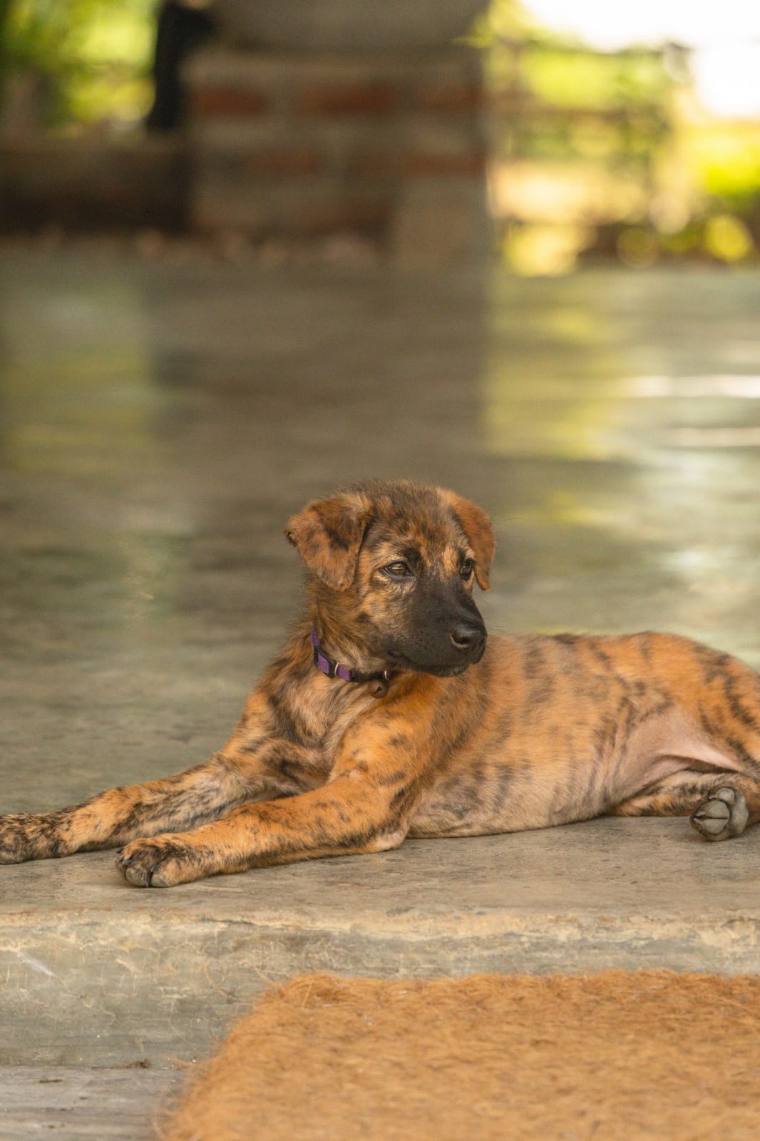 A young brindle dog lying on the cool concrete, looking out across the gardens.